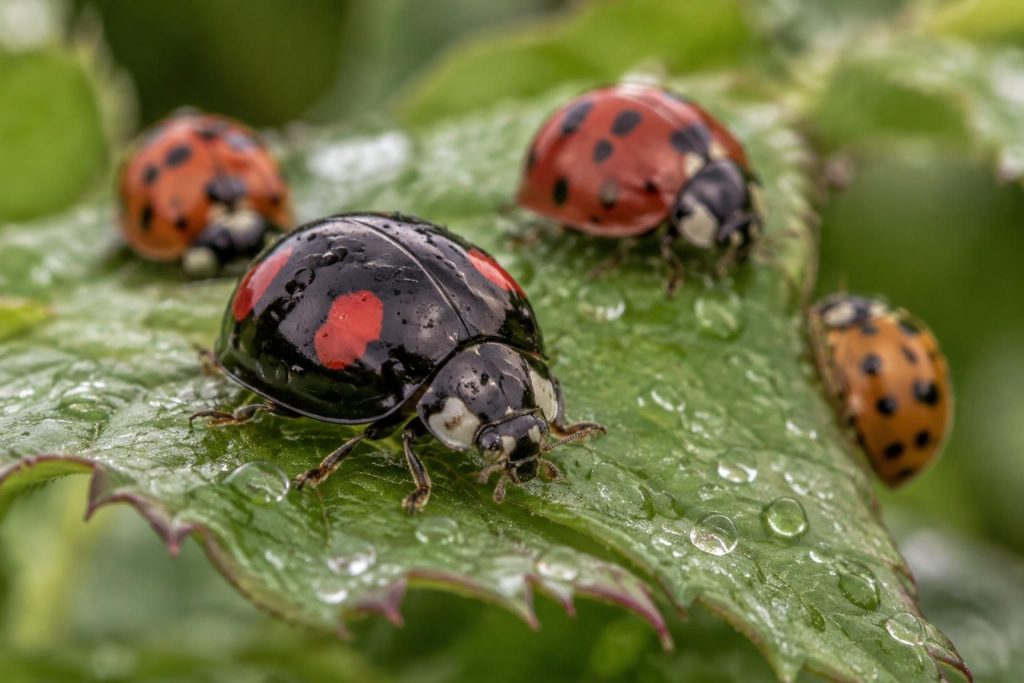 découvrez comment reconnaître la coccinelle noire grâce à ses points rouges ou orange, et distinguez-la des autres espèces.